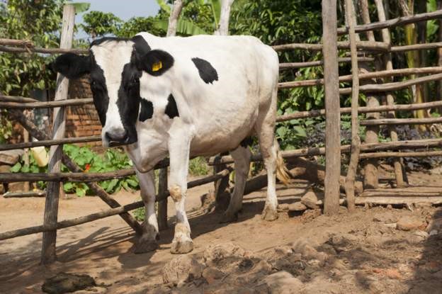 Ugandan cows ‘to get birth certificates’