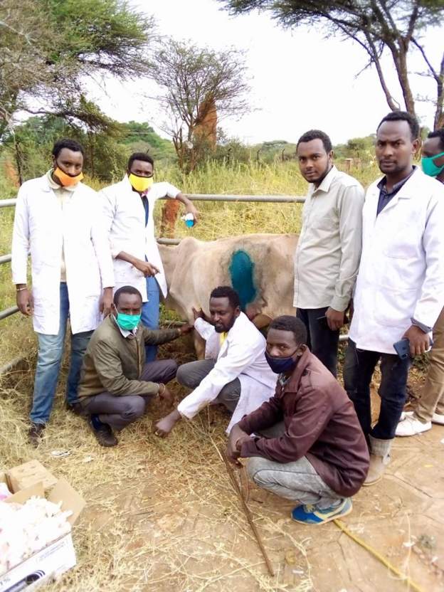 In Ethiopia, Vets remove 50kg of plastic from cow’s stomach
