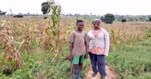 How Ghanaian maize farmer thrives on ashes of destroyed forest