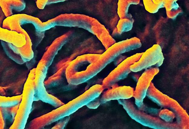 Fresh EBOLA fears in DR Congo as new case dies, Contact Tracing Begins