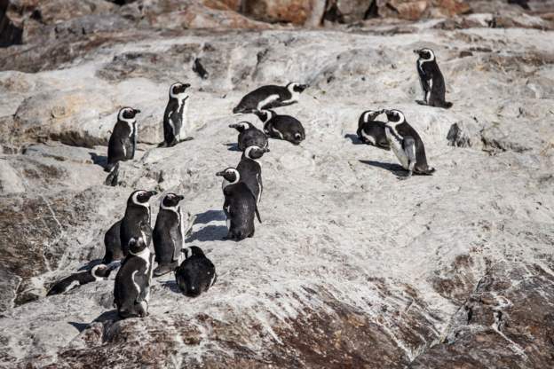 Bees kill over 60 endangered South Africa penguins