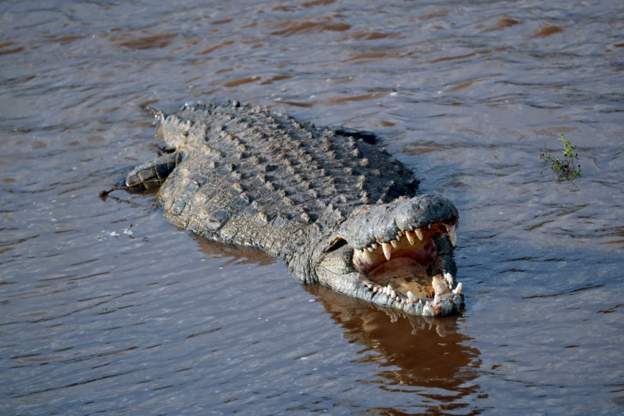 Croc’s habitat Lake Kamnarok in Kenya dries up