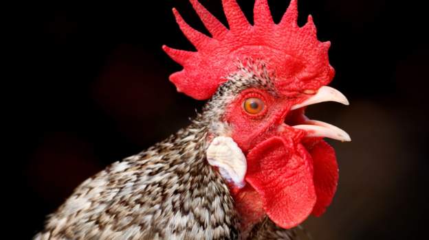 Nigerian rooster must die by slewing on Friday for public nuissance
