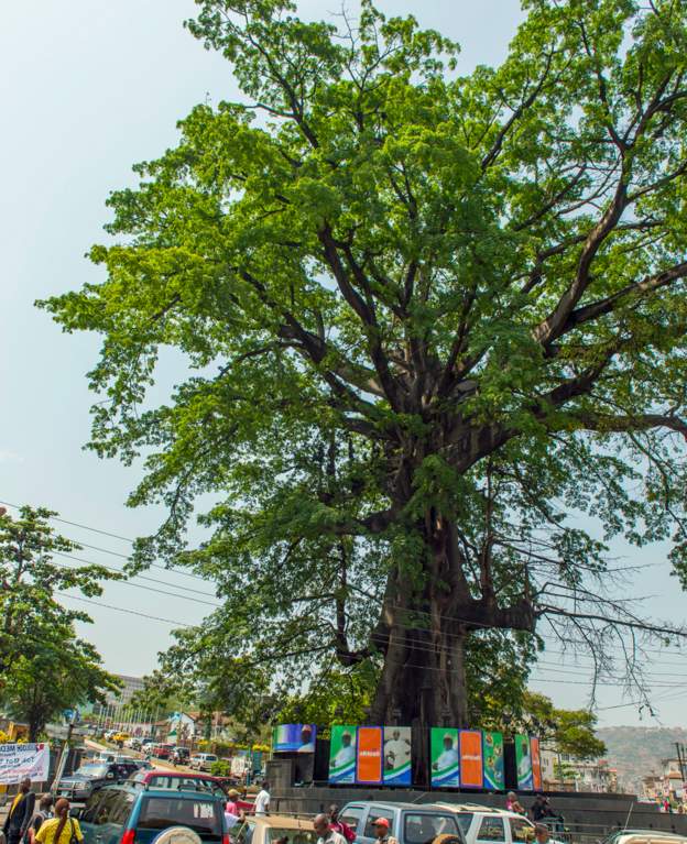 Sierra-Leone Mourns Cotton Tree, Says Freedom Symbol Gone