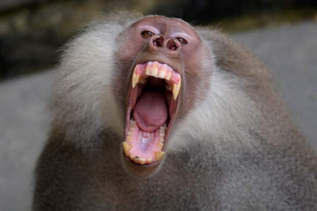 Zimbabwean mother rescues son from baboon’s mouth
