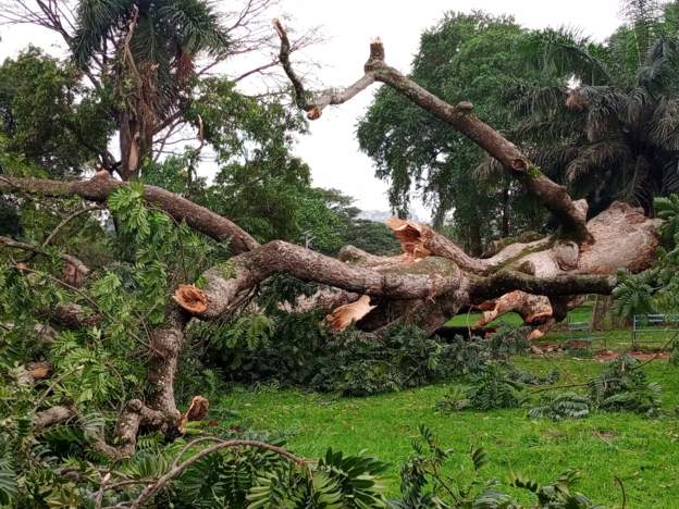 Uganda’s historic ‘Omuwafu’ tree feel by rainstorm