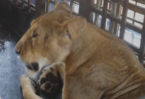 Obasanjo Library Zookeeper mauled to death by lion